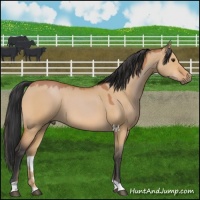 Horse Color:Bay Dun