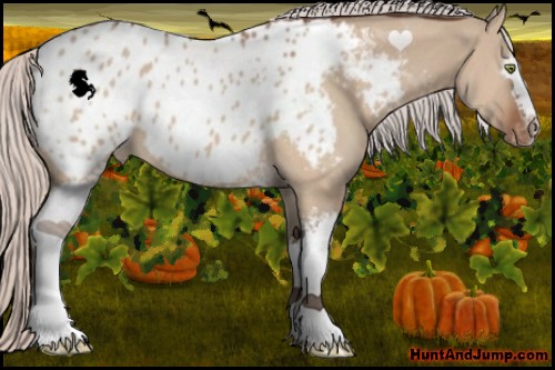 Horse Color:White Spotted Silver Brown Dun Appaloosa 