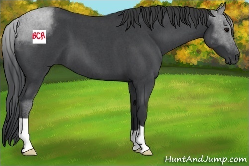 Horse Color:Blue Roan 