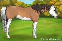 Horse Color:Buckskin Splash 