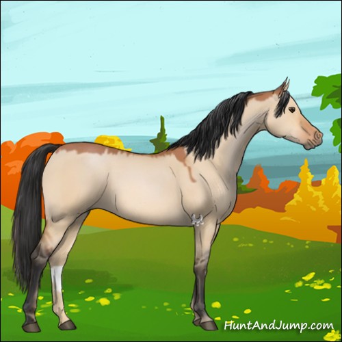 Horse Color:Bay Dun 