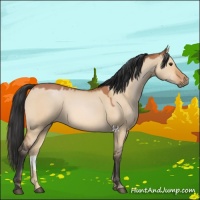 Horse Color:Bay Dun 