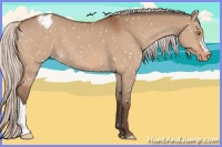 Horse Color:Silver Bay Dun Snowflake Varnish