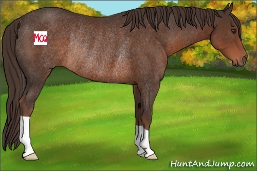 Horse Color:Liver Chestnut Rabicano 