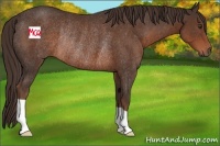 Horse Color:Liver Chestnut Rabicano 