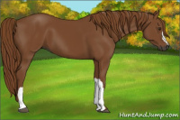 Horse Color:Gray Chestnut 