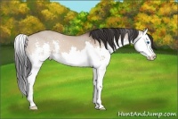 Horse Color:Brown Dun Splash 