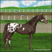 Horse Color:White Spotted Liver Chestnut Blanket 