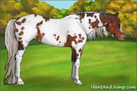 Horse Color:White Spotted Silver Brown Appaloosa 