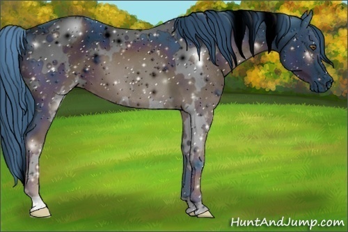 Horse Color:ERROR: UNKNOWN ANOMALY