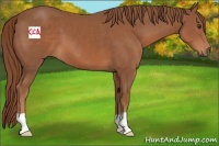 Horse Color:Chestnut 