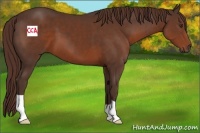 Horse Color:Liver Chestnut 