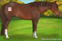 Horse Color:Liver Chestnut 