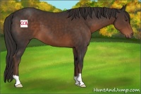 Horse Color:Liver Chestnut 