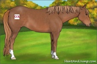 Horse Color:Chestnut 