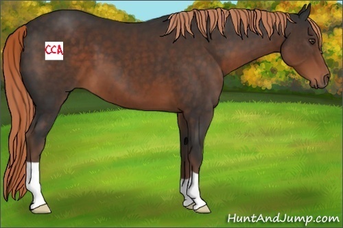 Horse Color:Liver Chestnut 