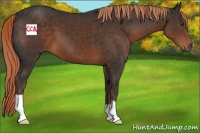 Horse Color:Liver Chestnut 