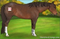 Horse Color:Liver Chestnut 