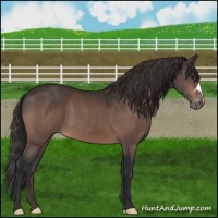 Horse Color:Brown Mushroom Appaloosa 