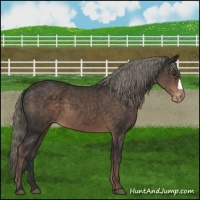 Horse Color:Liver Chestnut Mushroom Appaloosa 