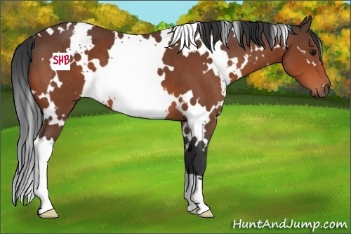 Horse Color:White Spotted Bay