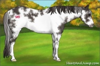 Horse Color:White Spotted Smoky Black Sabino Frame 