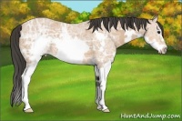 Horse Color:Bay Ice Splash Frame 