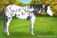 Horse Color:White Spotted Black Splash Appaloosa Rabicano