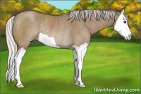 Horse Color:Silver Grullo Splash Rabicano 