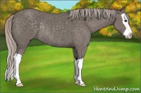 Horse Color:Silver Black Splash Rabicano 