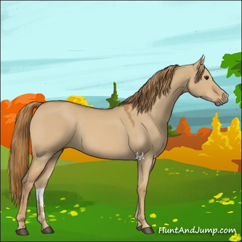 Horse Color:Red Dun 