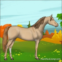 Horse Color:Red Dun 