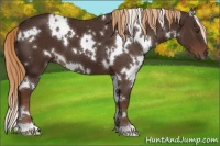 Horse Color:White Spotted Liver Chestnut 