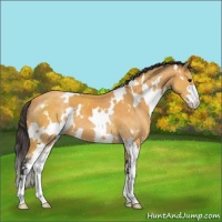 Horse Color:White Spotted Buckskin Sabino 