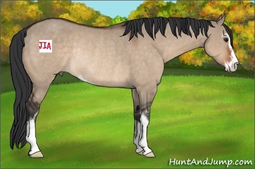 Horse Color:Brown Dun Sabino Rabicano 