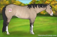 Horse Color:Brown Dun Sabino Rabicano