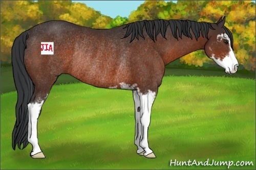 Horse Color:Brown Sabino Rabicano