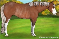 Horse Color:Silver Brown Sabino Rabicano