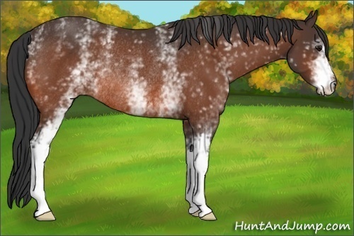 Horse Color:White Spotted Bay Rabicano