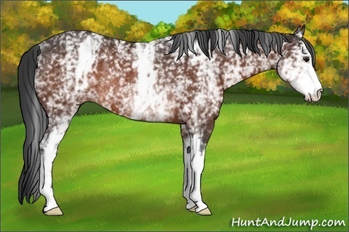 Horse Color:White Spotted Brown Rabicano