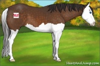 Horse Color:Buckskin Splash 