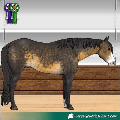 Horse Color:Buckskin Sabino