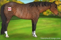Horse Color:Buckskin Rabicano