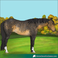 Horse Color:Buckskin Rabicano