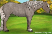 Horse Color:Silver Blue Roan