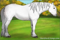 Horse Color:Gray Bay 