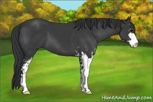 Horse Color:Black Sabino 