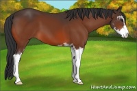 Horse Color:Bay Sabino 