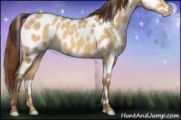 Horse Color:Sable Cream Champagne Roan Dun Appaloosa 