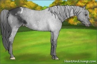Horse Color:Black Snowflake Varnish 